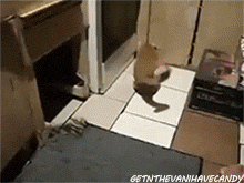 Rat GIF - Find & Share on GIPHY