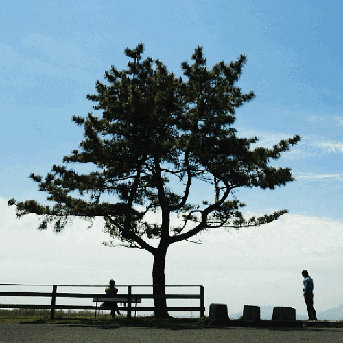Tree Wind GIF Find & Share on GIPHY