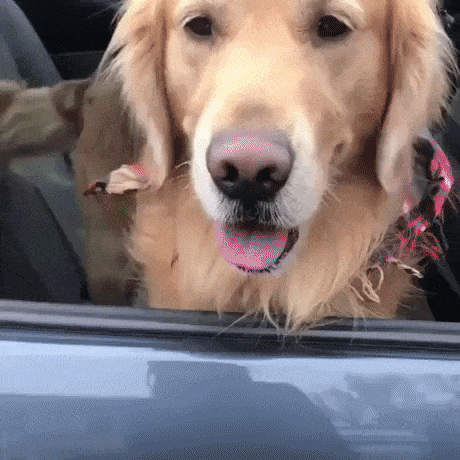 Girl spot her dad on street in animals gifs