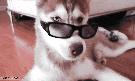 Os cães e o coronavírus. Cachorro metido com óculos.