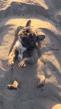 Doggo is living life in funny gifs