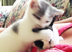 Cat Licking GIF - Find & Share on GIPHY
