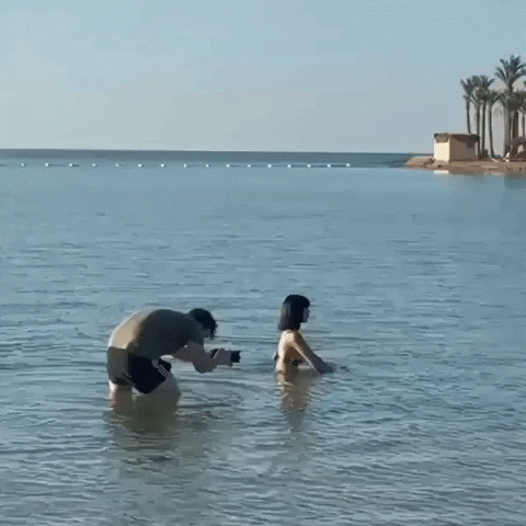 giphy.gif