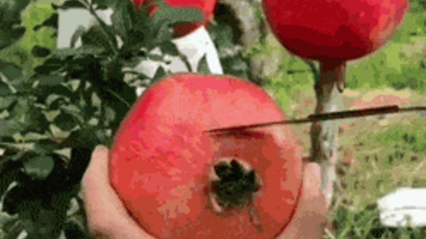 Pomegranate cutting gif