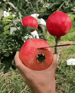 Pomegranate cutting in satisfying gifs