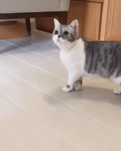 Cat and ball in cat gifs