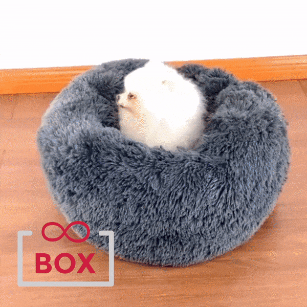 gato branco muito fofo confortavel relaxando sem dores na caminha pet de pelucia. Cama de gato e cachorro pet de pelucia gostosa muito confortacel. Pelos macios e aconchegantes. Fundo preto anti derrapante. Conforto máximo. Caminha grande bege gostosa para cachorro e gato - puddle, pastor alemão, bull dog, labrador, golden, beagle, yorkshire, boxer, siamês, angorá