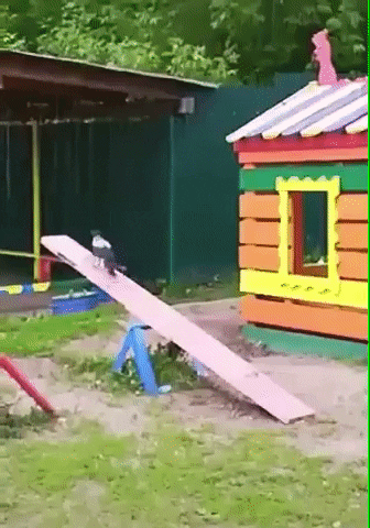 giphy.gif