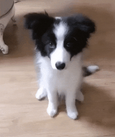Instruction not clear in dog gifs