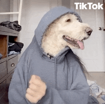 cachorro fazendo dancinha do TikTok