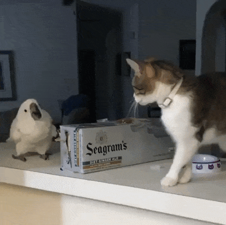 Bird is amazed to see cat jumping in funny gifs