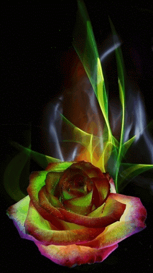 Rose GIF - Find & Share on GIPHY