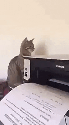 Cat is not working properly in cat gifs