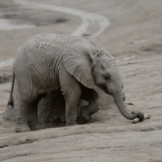 Happy Baby Animals GIF by San Diego Zoo Find & Share on GIPHY