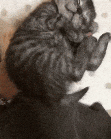 giphy-downsized-large.gif