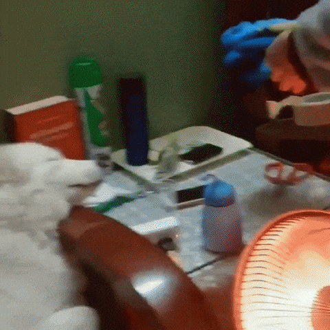 Hooman Gives Sleepy Doggo a Makeshift Pillow Cute