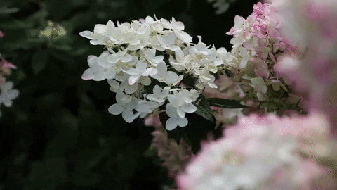 https://giphy.com/gifs/flowers-hortensia-hydrangeas-lqedUNbeC4lvHpE1BW
