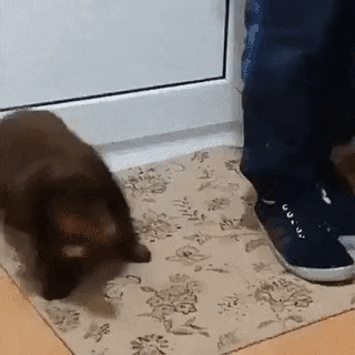 Clean your paws in funny gifs