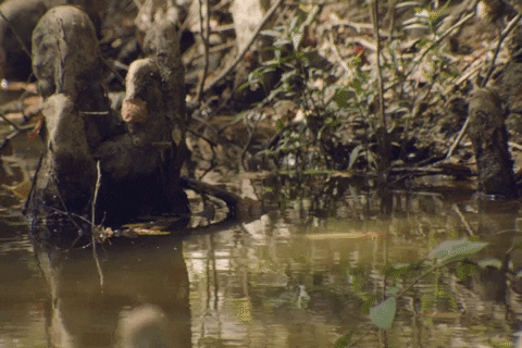 Mississippi Drinking GIF by Colsons Beer