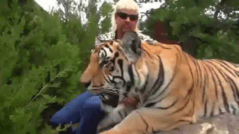 Tiger GIF - Find & Share on GIPHY