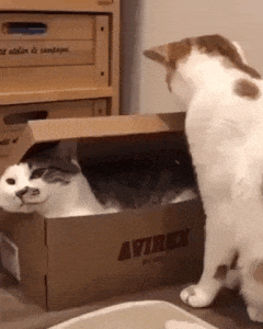 Cat Packs Another Cat in a Box Funny Cute