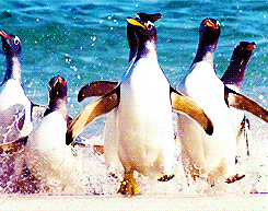 penguin animal beach running family