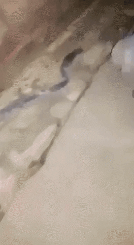 Rats pretending to be like snake in wow gifs
