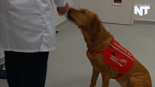 Gif of dog receiving a treat during training