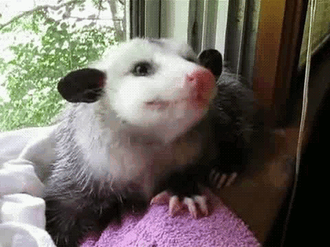 Opossum GIF - Find & Share on GIPHY