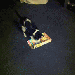 Stupid Cat GIFs - Find & Share on GIPHY