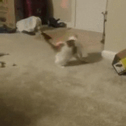 cat chasing laser pointer on floor