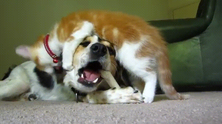Dog Fucks Gif Dog Fucks Gif