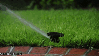 Dogs Sprinklers GIF by Cheezburger - Find & Share on GIPHY