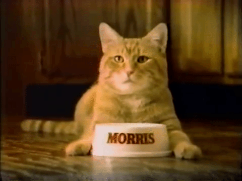 Image result for Morris the Cat GIF