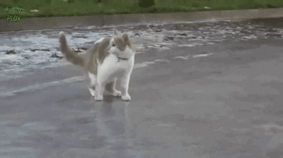 Catto on ice in cat gifs