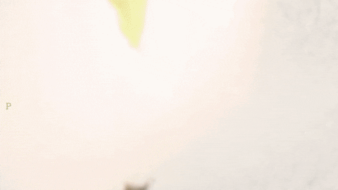 giphy.gif