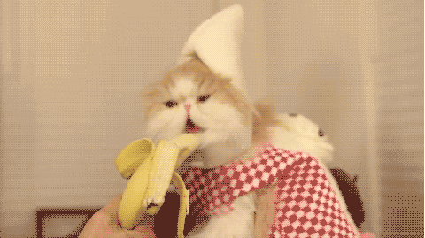 Funny Cat GIF - Find & Share on GIPHY