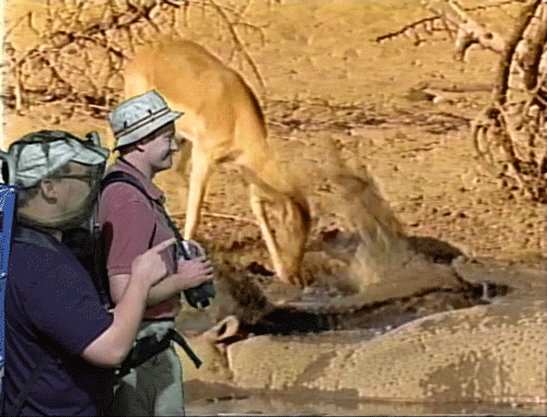 Animal Attack GIFs - Find & Share on GIPHY