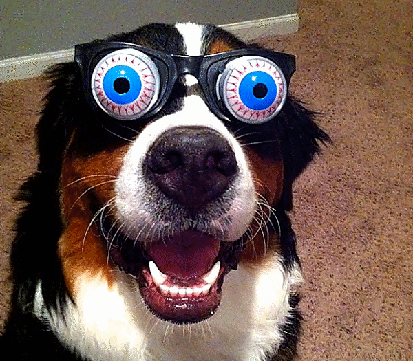 Pies GIF Find & Share on GIPHY