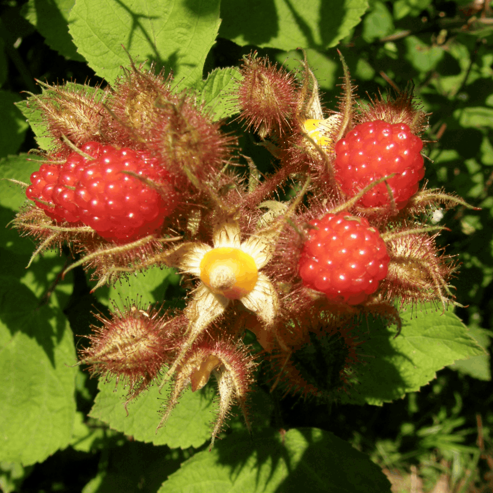 Raspberry GIF Find & Share on GIPHY