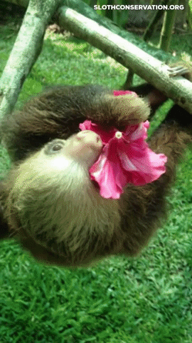 Baby sloth eating flower GIF