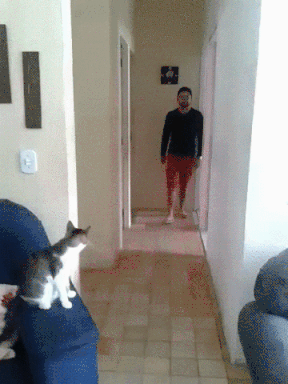 Cat fist bump