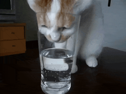 gatito atorado en un vaso de agua