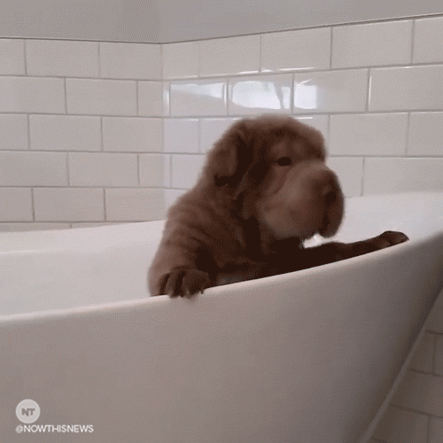 Puppy in bath tub