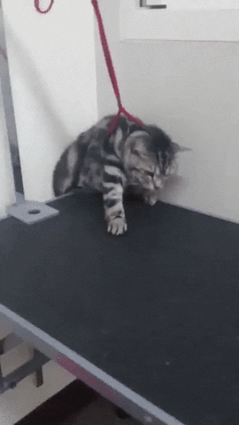 Cat Leash GIF - Find & Share on GIPHY