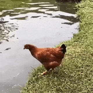 Fish tried to catch chicken in wow gifs