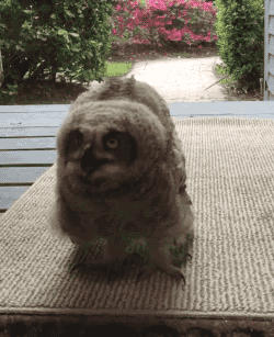 giphy.gif