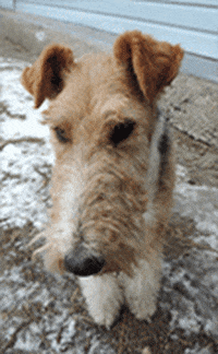 Fox Terrier GIF - Find & Share on GIPHY