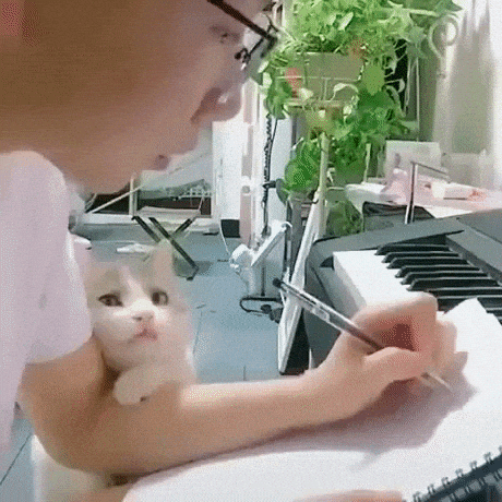 Relationship goal in cat gifs
