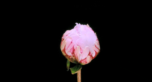 Flowers Find And Share On Giphy